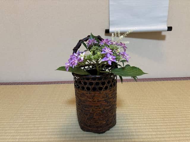 茶道教室の床の間に生けられた紫陽花の茶花。初心者でも安心して参加できる新宿の茶道体験