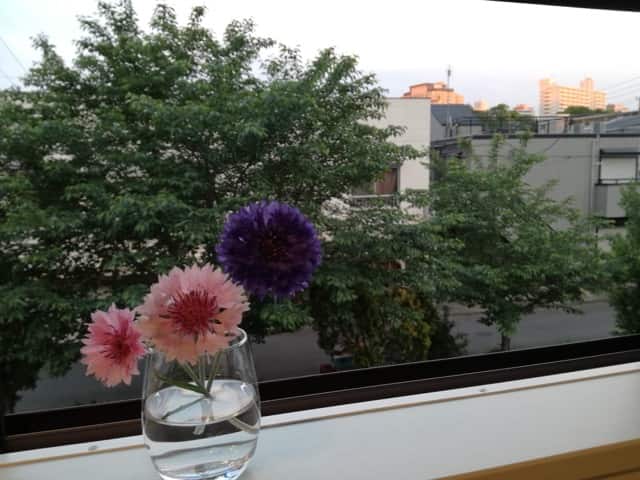 窓辺に飾られた矢車草の茶花。ピンクと紫の花が初夏の風に揺れる。